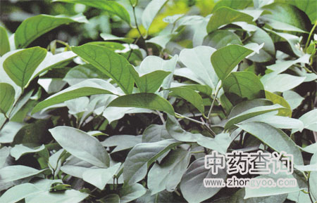 丁公藤原植物