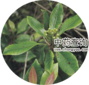 ����ԭֲ��