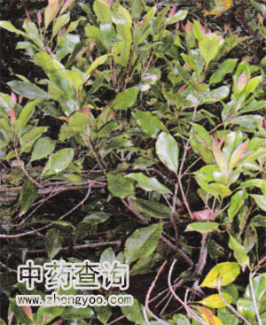 ����ԭֲ��