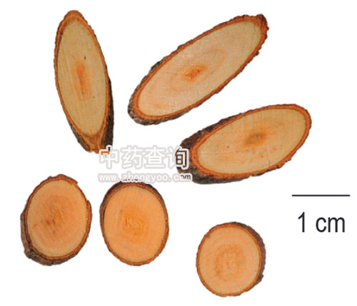 桂枝飲片細(xì)節(jié)