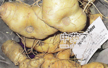 大黃精新鮮根莖