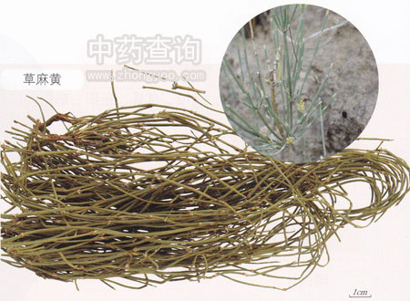 麻黃藥材及源植物(草麻黃)