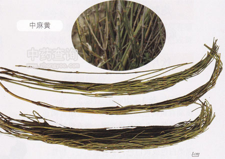 麻黃源植物及藥材(中草麻黃)