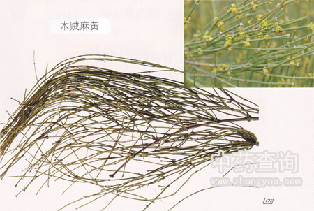 麻黃源植物及藥材(木賊麻黃)