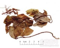 ���ز�Ĺ�Ч�c����