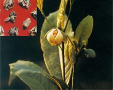 �V�|�Ϛg��