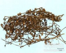 �׻������