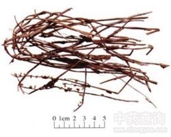 ��֦ɏ�Ĺ�Ч�c����