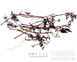 ���w�P��