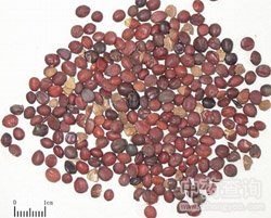 �ᗗ�ʵĹ�Ч�c����