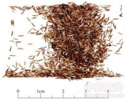 �Qʭ�Ĺ�Ч�c����