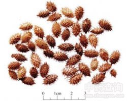 �n���ӵĹ�Ч�c����