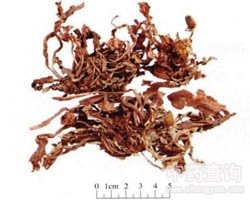 �ѹ�Ӣ�Ĺ�Ч�c����