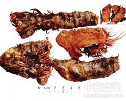 �t����Ĺ�Ч�c����