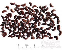 Ůؑ�ӵĹ�Ч�c����