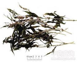 ��ĸ�ݵĹ�Ч�c����