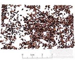 ��ε�ӵĹ�Ч�c����