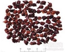 ����ζ��