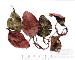 ¹㕲ݵĹ�Ч�c����