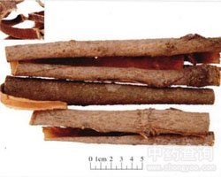 ��Ƥ�Ĺ�Ч�c����