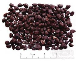 ��ţ�ӵĹ�Ч�c����