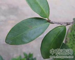 ��ˎ�Ř��~�DƬ