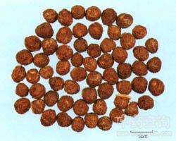 ��ͩ�ӵĹ�Ч�c����