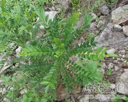 ��ˎ�������DƬ