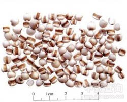 ��ˎ޲���ʈDƬ