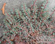 С�w�P(y��ng)��