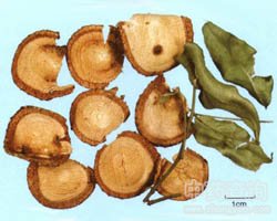 �w����Ѫ�Ĺ�Ч�c����