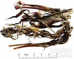 ��ˎ��в݈DƬ