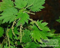 ��ˎ�n��DƬ