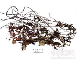 �R�޲ݵĹ�Ч�c����