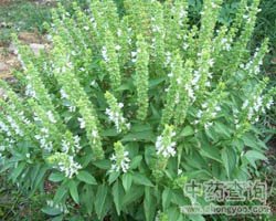 ��ˎ�Ō����DƬ