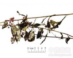 һ֦�S���Ĺ�Ч�c����