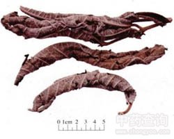 ��ˎ���~����DƬ