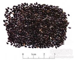 ��֥��Ĺ�Ч�c����