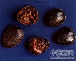 ��ˎ���M�x�Ĺ�Ч�c����