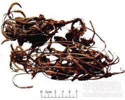 ܇ǰ�ݵĹ�Ч�c����