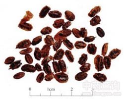 ɳ���Ĺ�Ч�c����