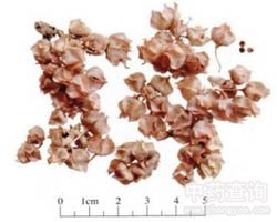 �������Ĺ�Ч�c����