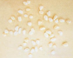 ��ˎ����DƬ