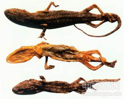 ��ˎ�}�߸ɈDƬ