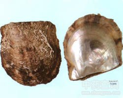 ��ˎ����ĸ�DƬ