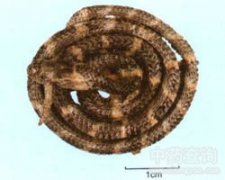 ���X�׻���