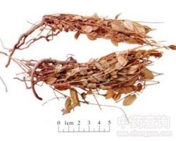 ���ӽ�Ĺ�Ч�c����