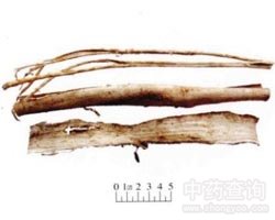 ɣ��Ƥ�Ĺ�Ч�c����