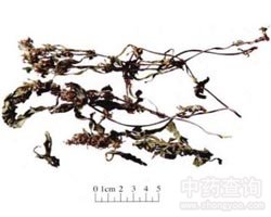 ��ǲݵĹ�Ч�c����