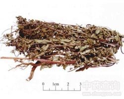 �g�W�ݵĹ�Ч�c����